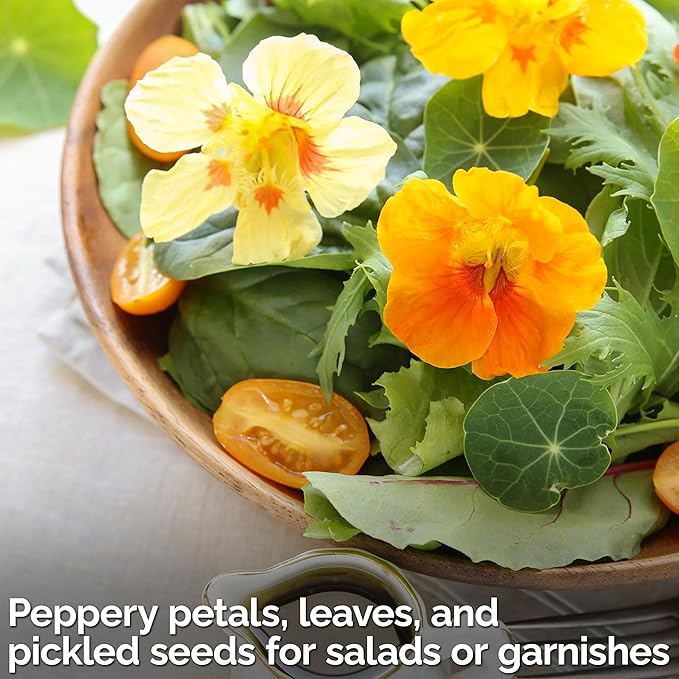 KVITER 150 Mix Jewel Nasturtium Seeds for Planting Outdoors (Tropaeolum Nanum), 2 Pack — Heirloom & Organic Seed Packet — Edible Flower Seeds to Plant Outside & Inside in Garden, Containers