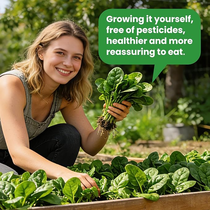 Bloomsdale Spinach Seeds for Planting 960+ Seeds - Non-GMO Heirloom Seeds High Germination Spinach for Indoor Outdoor Home Vegetable Garden - Abundance of Leafy Greens (Spinach Seeds)