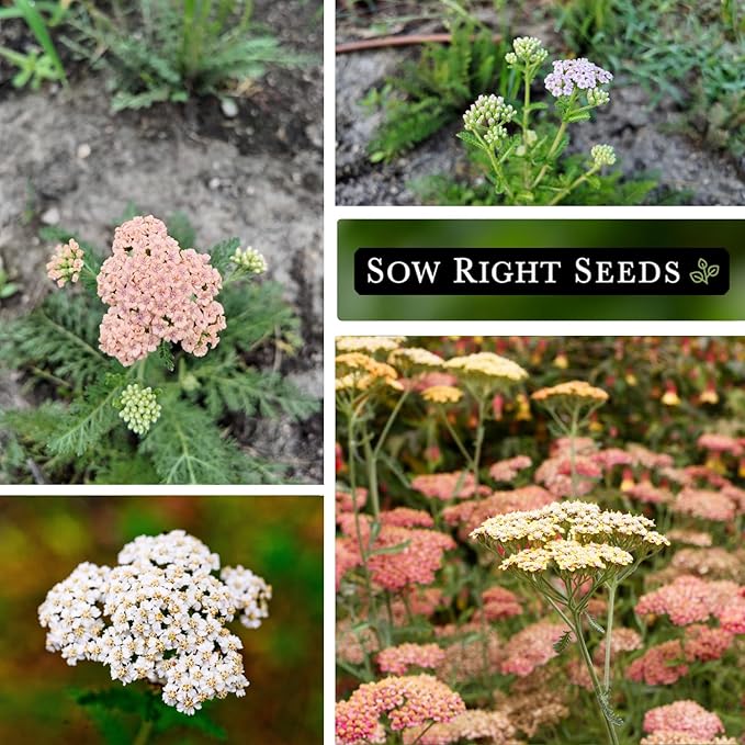 Sow Right Seeds - Pastel Mix Yarrow Seeds for Planting - Vibrant Yarrow Flowers for Attracting Pollinators - Perfect for Floral Gardens & Landscaping - Easy to Grow - Non-GMO Heirloom Herb (2)