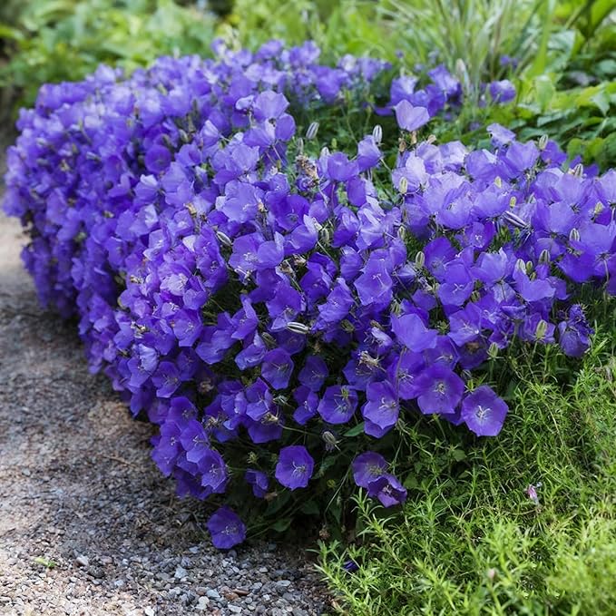 300+ Campanula Canterbury Bells Flower Seeds for Planting, Mixed Color Campanula Flower Seed, Biennial Non-GMO Beautiful Flower Seed for Small Garden Border, Home Outdoor