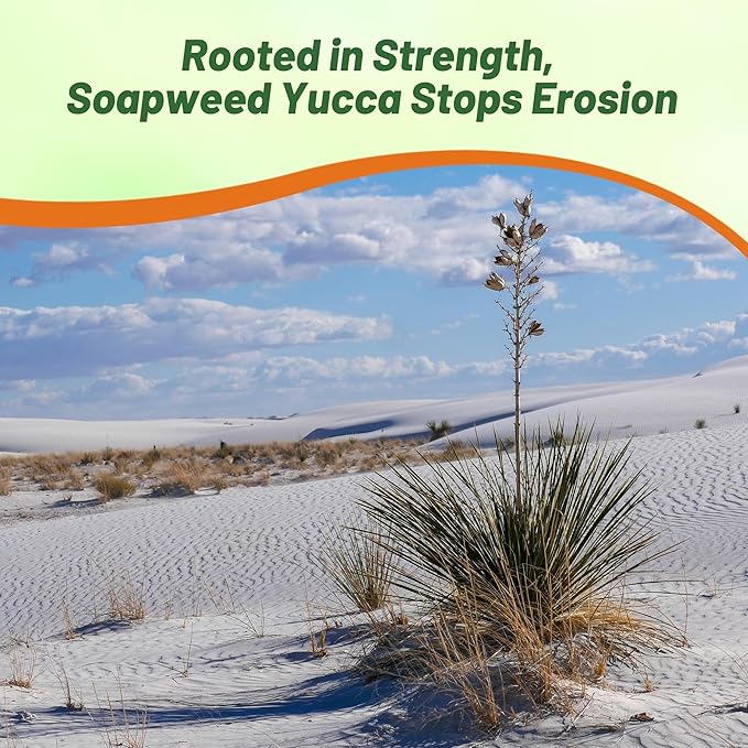 Outsidepride Soapweed Glauca Yucca Seeds for Planting - 100 Pcs Drought Tolerant Flower Seeds with Evergreen Foliage & Pollinator-Friendly Flowers, for Xeriscaping, Dry or Sandy Landscapes