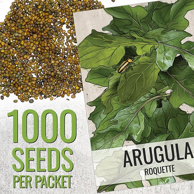 Seed Needs Arugula Seeds for Planting Roquette/Rocket - Non-GMO Heirloom & Untreated - Grow an Outdoor Herb/Vegetable Garden for Home Grown Produce (2 Packs)