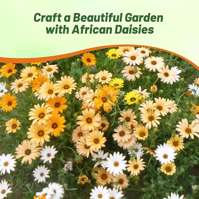 Outsidepride Mix African Daisy Seeds - 1/4 lb. Annual Flower Seeds for Planting Outdoors with Long-Lasting Blooms, Drought-Tolerant, Easy to Grow for Sunny Gardens & Borders