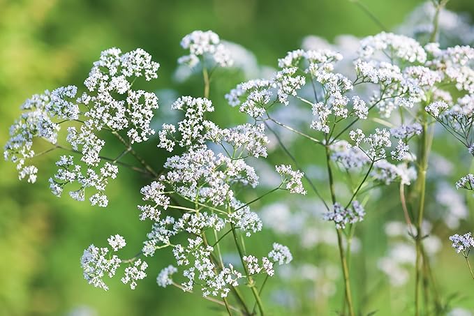 TKE Farms & Gardens - Valerian Seeds for Planting, 500+ Non-GMO Heirloom Medicinal Herb Seeds, Thrives in Gardens or Containers, Easy to Follow Instructions Included, Valeriana officinalis, Qty 1