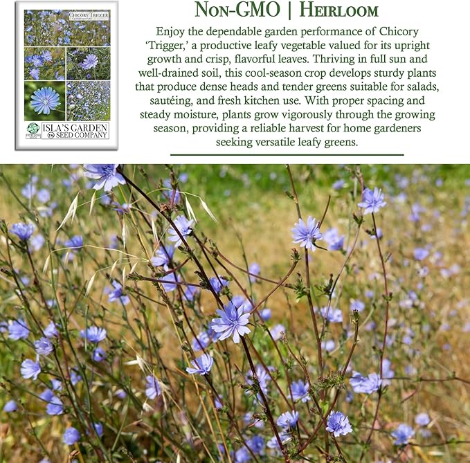 Trigger Chicory Flower Seeds (Cichorium intybus) – 1500+ Heirloom Non-GMO Seeds by Isla’s Garden Seeds, Blue Chicory Wildflower, Pollinator-Friendly Meadow Blooms, Naturalized Landscape Flower, Herb
