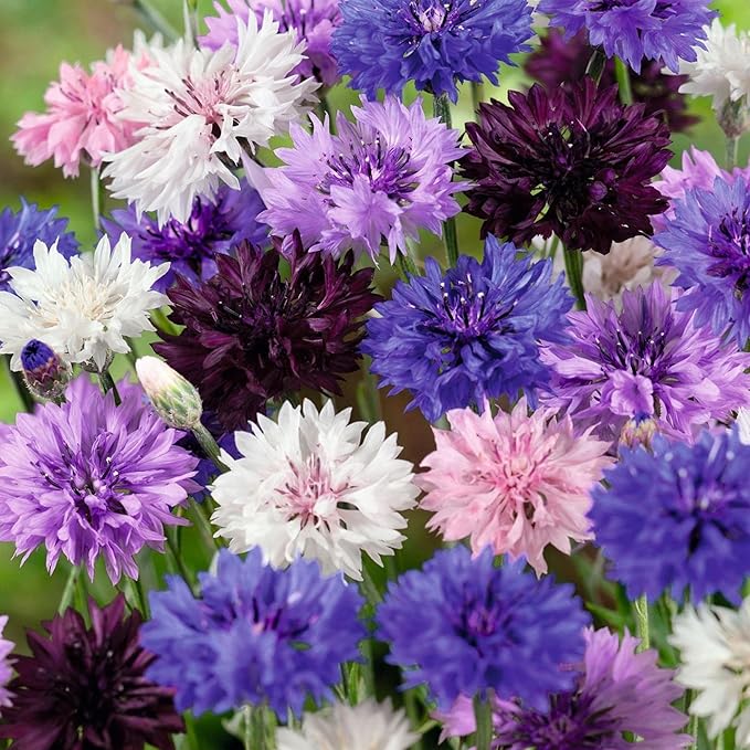 5500+ Mix Color Cornflower Seeds for Planting - Perennial Dwarf Bachelor Button Seeds for Home Garden Perennial Flowers Outdoor Indoor Garden