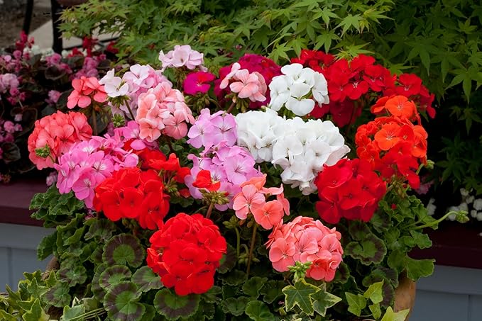 20+ Mixed Color Geranium Seeds for Planting - Rare Perennial Non-GMO Flower Seeds, Indoor/Outdoor Potted Garden Plants, Attract Pollinators, Easy to Grow & Fast Germinating