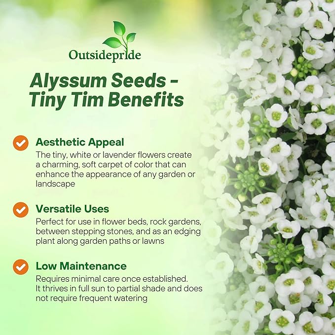 Outsidepride Tiny Tim Alyssum Seeds - 5000 Pieces Annual, Drought-Tolerant & Pollinator-Friendly Ground Cover Seeds w/Fragrant Honey Blooms for Low-Growing Xeriscaping & Outdoor Planting