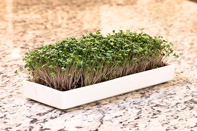 mizuna Microgreens Growing Kit — 2 Ceramic Trays, Coconut Coir & Seeds | Indoor Windowsill Grow Kit | Gift for Plant & Food Lovers