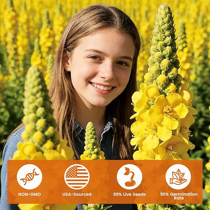 10,000+ Mullein Seeds for Planting(Verbascum Thapsus), Organic Heirloom Flower Seeds for Pollinator Gardens, Medicinal Herbs, Landscaping, Easy to Grow, Indoor Outdoor Growing