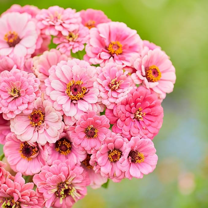 Eden Brothers Zinnia Seeds - Luminosa, Non-GMO Seeds for Planting, Packet | Low-Maintenance Flower Seeds, Plant During Spring, Zones 3, 4, 5, 6, 7, 8, 9, 10