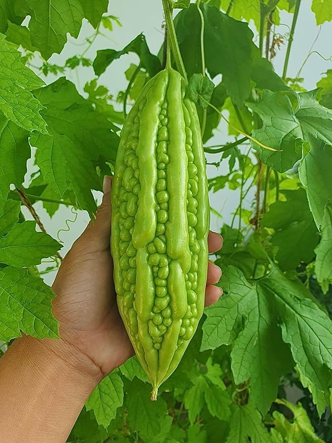 25 Organic Bitter Melon Seeds for Planting – Non-GMO Bitter Gourd – Khổ Qua Mỡ Trái Dài – Heirloom Ampalaya Seeds – Vegetable for Yard, Garden & Patio Planters