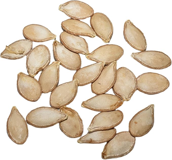 Seed Needs Waltham Butternut Squash Seeds for Planting - Non-GMO Heirloom & Untreated Summer Squash to Plant a Home Grown Outdoor Vegetable Garden (5 Packs)