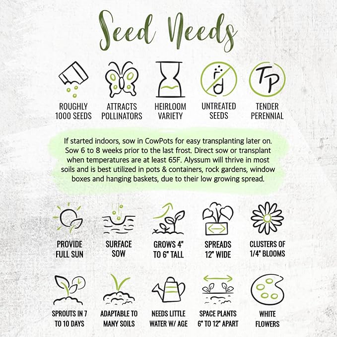 Seed Needs Alyssum Seeds for Planting - Heirloom & Untreated - Tender Perennial Flowers to Attract Pollinators to Rock Gardens, Pots, Containers & Window Boxes