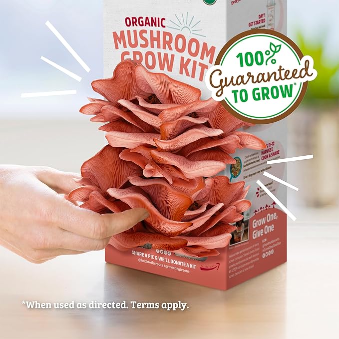 Back to the Roots Organic Pink Mushroom Grow Kit, Harvest Gourmet Mushrooms In 10 Days