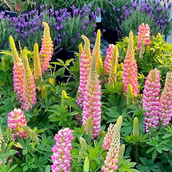 100 Lupine Flower Seeds – Colorful Perennial Blooms for Borders and Pollinator Gardens, Non-GMO and Easy to Grow