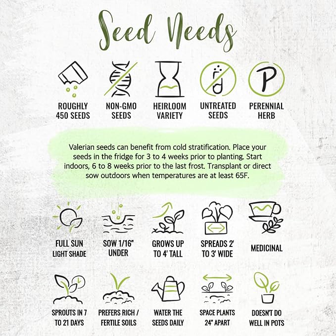 Seed Needs Valerian Seeds for Planting Stink Root Plants - Non-GMO Heirloom & Untreated Perennial Medicinal Herb Seed to Plant a Home Grown Outdoor Garden (2 Packs)