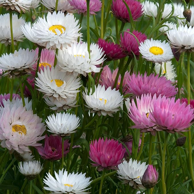 Outsidepride Paper Daisy Mix Helipterum Seeds - 1000 Pcs. Annual Low Maintenance & Pollinator-Friendly, Flower Seeds for Planting Vibrant Blooms for Gardens, Borders & Cut Flowers