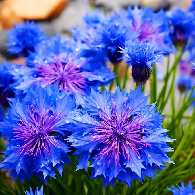 Mix Cornflower Seeds for Planting, 518+pcs Rare Perennial Double Dwarf Cornflower Flower Seeds Plants, Heirloom Non-GMO Hummingbirds Open Pollinated Wildflowers for Home Garden Outdoors
