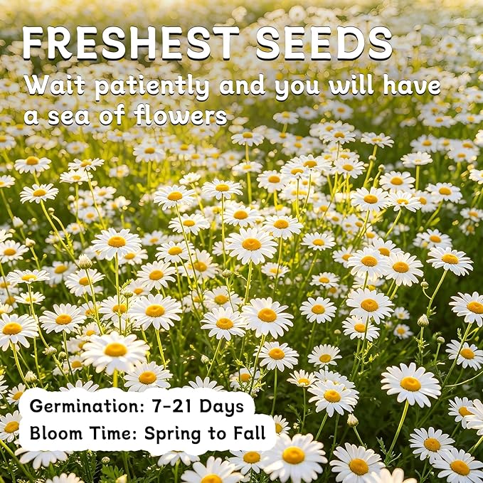 LUOJIBIE German Chamomile Seeds, 60,000+ Chamomile Flower Seeds Bulk for Planting Outdoor Indoor Garden, Heirloom & Non-GMO Matricaria Chamomilla/Recutita Herb Seeds, Easy to Grow