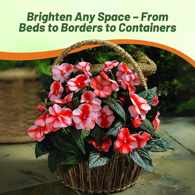 Outsidepride New Guinea Orange Sweet Impatiens Seeds - 50pcs High-Density, Annual Flower Seeds for Planting Outdoors for Large Packs, Patio Containers, Hanging Baskets & Small Pots (AAS Winner)