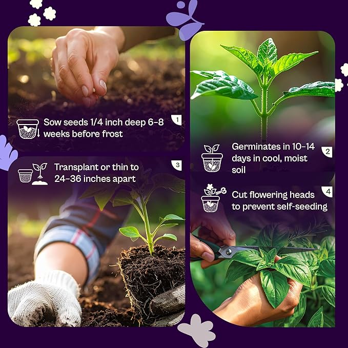 SVI 750 Lovage Seeds (Levisticum officinale) – Lovage Medicinal & Culinary Herb Seed Packets – Heirloom Perennial Herbs Seeds for Vegetable Garden Outdoor & Indoor Kitchen Herb Garden