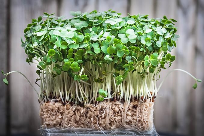 TKE Farms & Gardens - Watercress Seeds for Planting, 1500+ Non-GMO Heirloom Seeds, Grow a Nutrient-Rich Superfood, Easy for Indoor & Outdoor Gardens, Includes Planting Instructions, Qty 1