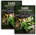 2 Packs Culinary Sage Seed for Planting - Packet with Instructions to Grow Salvia Officinalis Herbs in Your Home Vegetable Garden - Non-GMO Heirloom Variety - Survival Garden Seeds
