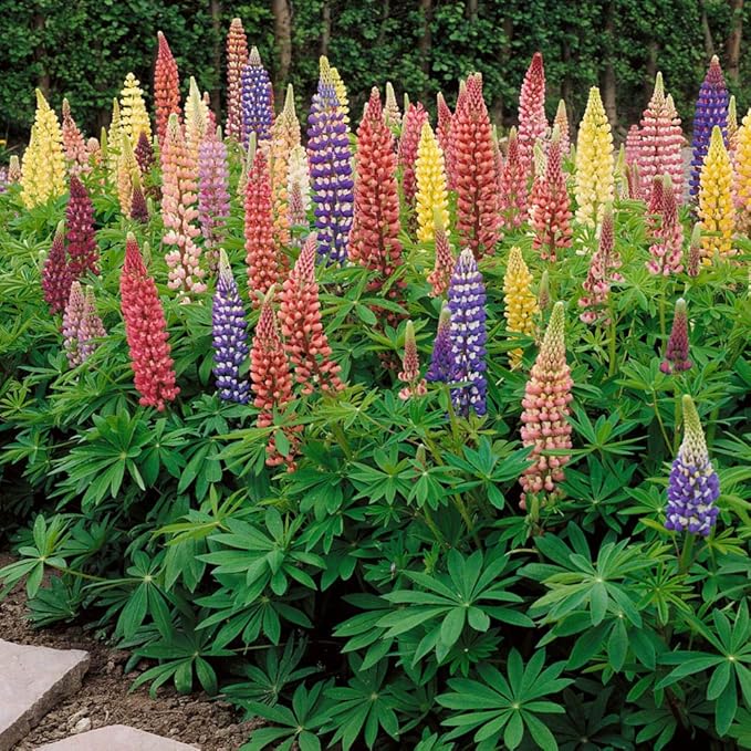 Outsidepride Mixed Russells Lupine Seeds - 500 Pcs Perennial, Self-Sowing, Cold Hardy & Frost Tolerant Wildflower Seeds for Fall Planting, Ideal for Attracting Pollinators & Hummingbirds