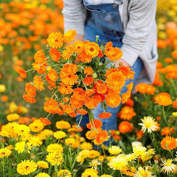 2000+ Calendula Seeds for Planting - Calendula officinalis Pacific Beauty Mix Wildflower Seeds Non-GMO Heirloom Flower Seeds