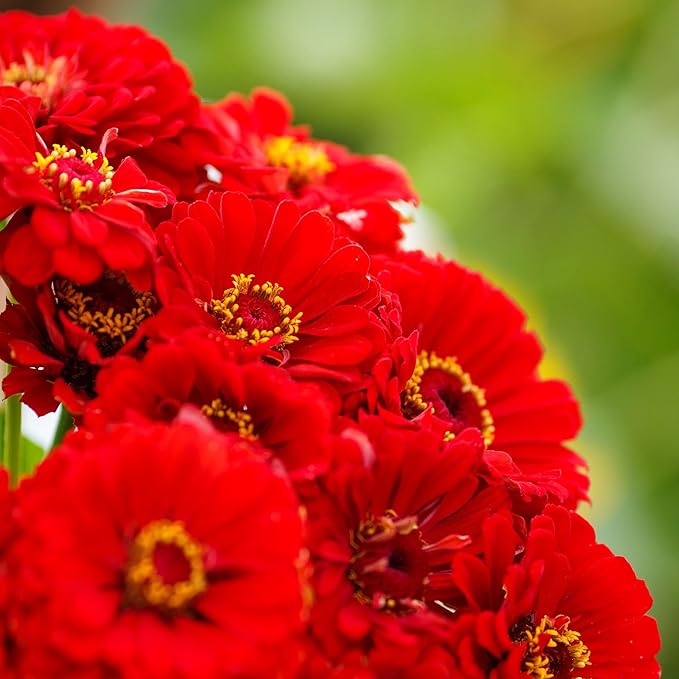 Eden Brothers Zinnia Seeds - Cherry Queen, Non-GMO Seeds for Planting, 1 lb | Low-Maintenance Flower Seeds, Plant During Spring, Zones 3, 4, 5, 6, 7, 8, 9, 10