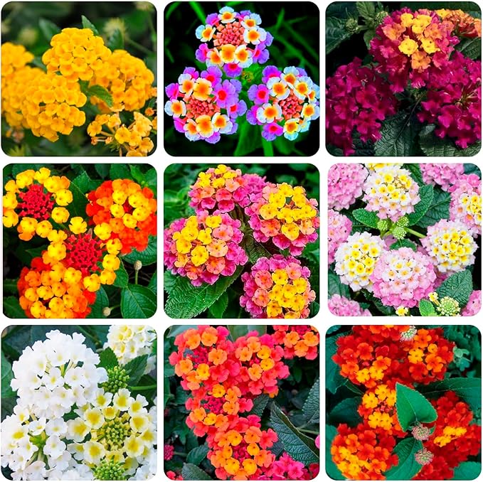 310+ USA PERMIUM Perennial Mix Lantana Camara Flowers Seeds for Planting Outdoors-Non GMO Heirloom Fragrant Garden Flowers Open Pollinated