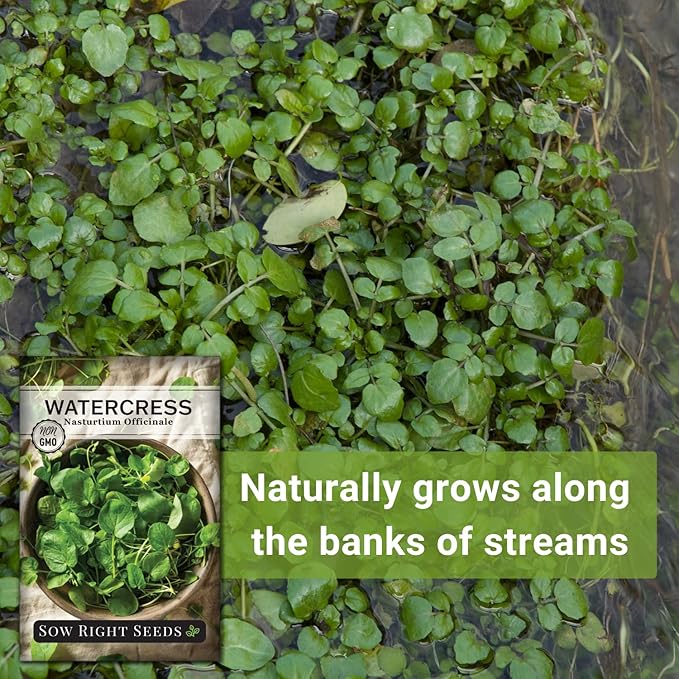 Sow Right Seeds - Watercress Seeds for Planting - Non-GMO Heirloom Packet with Instructions to Plant and Grow Home Garden - Fast-Growing Aquatic Vegetable with Edible Leaves - Fresh and Delicious
