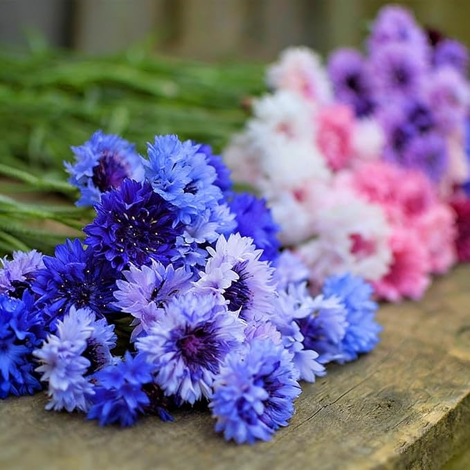 Colorful Dwarf Cornflower Seeds for Planting, 3007+pcs Perennial Cornflower Flower Seeds Plants, Heirloom Non-GMO Rare Beautiful Hummingbirds Open Pollinated Wildflowers in Home Garden Outdoors