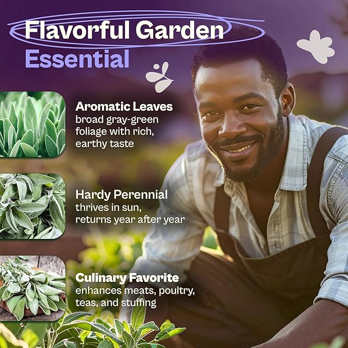 SVI 350 Broadleaf Sage Seeds (Salvia officinalis) - Common Sage, Heirloom Aromatic Herbs - Culinary Herb Seeds for Containers, Home, Kitchen Herb Garden