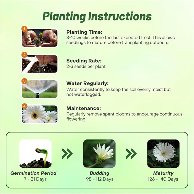 Outsidepride Vanilla Gerbera Seeds - 10 Pcs Perennial, Compact & Low Maintenance, Flower Seeds for Planting w/Vibrant White Blooms, Ideal for Garden Landscaping & Cut Flower Arrangements