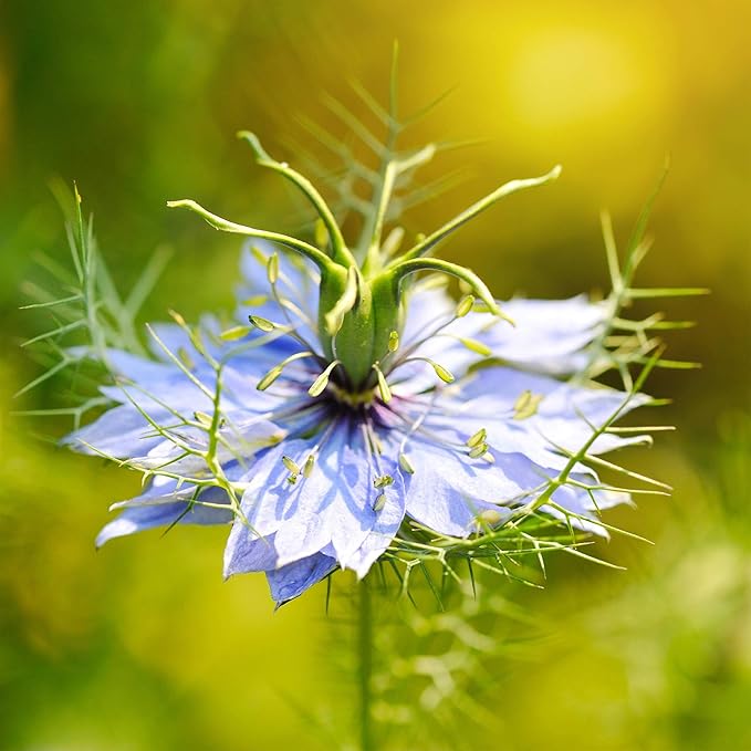 Outsidepride Black Cumin Seeds for Planting - 1000 Pcs Annual, Aromatic Spice, Easy to Grow, Flavorful Seeds for Culinary & Traditional Spice and Herb Gardens, Versatile & Low-Maintenance