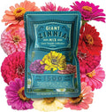 Zinnia Seeds for Planting Outdoors ~1,500 California Giant Mix Zinnia Seeds - Beautiful 4' Tall Wildflower Blossoms - Zinnia elegans Pollinator Seed Mix - Bright, Cheerful Annual Flower Seed