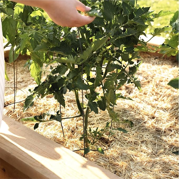 GardenStraw Mulch Box, 2 cu ft (10 lb) – All-Natural, Sustainable Wheat Straw for Gardens, Lawn Seeding – Water-Conserving – Cleaned, Zero Plastic Package