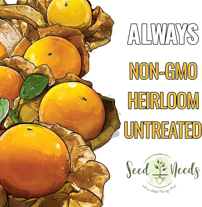Seed Needs Ground Cherry Tomatillo Seeds for Planting - Non-GMO, Heirloom & Untreated Physalis pruinosa - Edible Cape Gooseberry/Golden Berries to Grow an Outdoor Vegetable Garden (1 Pack)