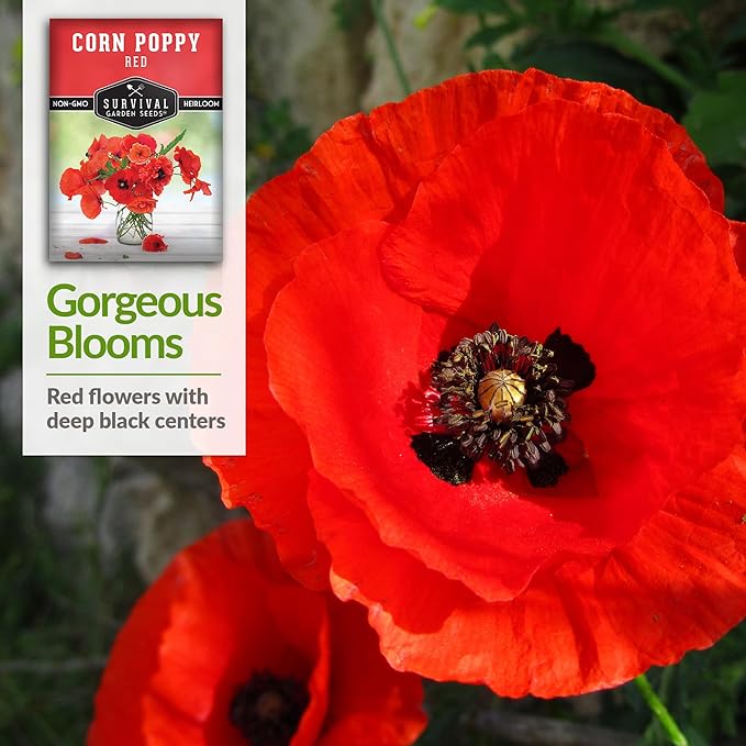 Survival Garden Seeds Red Corn Poppy (Papaver Rhoas) | 1 Pack with Wildflower Seeds & Planting Instructions | Grow Flanders (American Legion) Poppies in Your Home Flower Garden - Non-GMO Heirloom