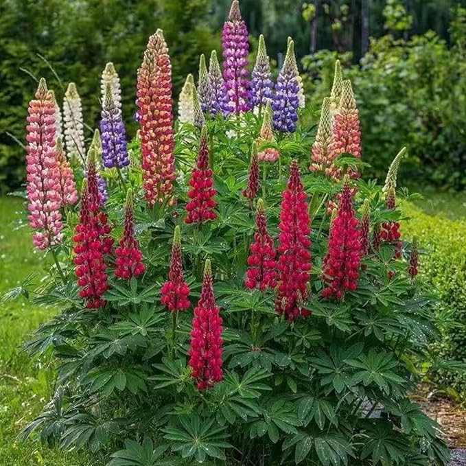100 Lupine Flower Seeds – Colorful Perennial Blooms for Borders and Pollinator Gardens, Non-GMO and Easy to Grow