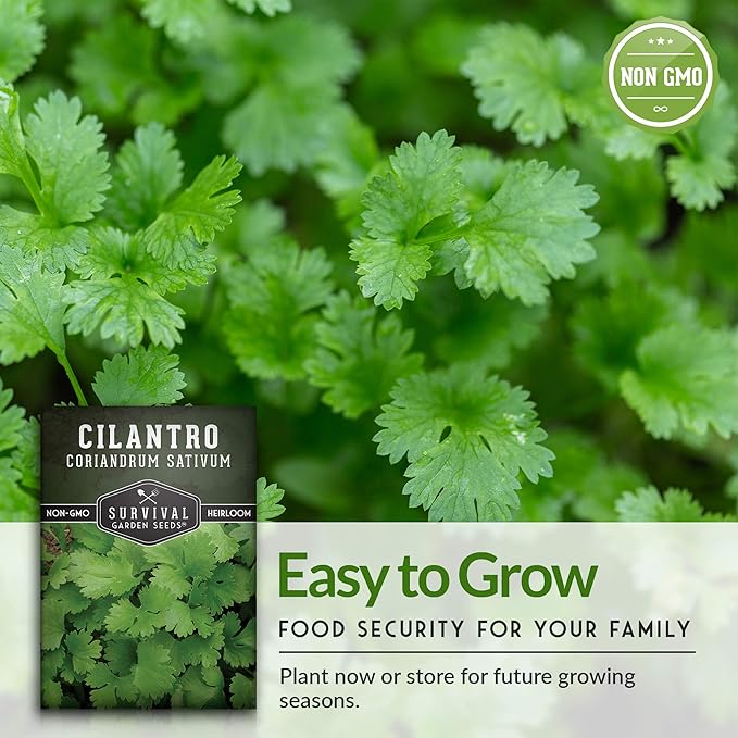 Cilantro Seeds for Planting | Heirloom Non-GMO Coriander Herb | Indoor & Outdoor Garden Growing | Fast Growing, Reliable Harvest – Survival Garden Seeds (5 Packs)