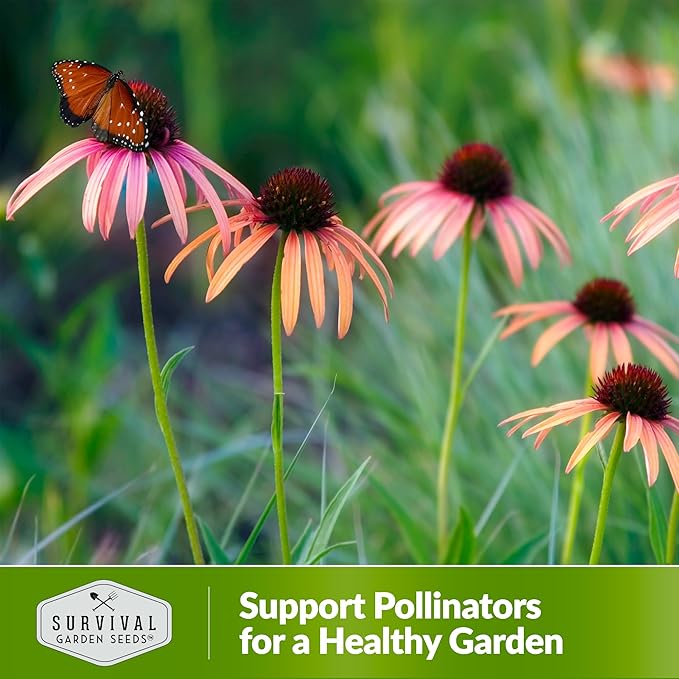 Survival Garden Seeds Pale Purple Coneflower Seeds for Planting - 1 Packet with Instructions for Growing Lavender-Pink Echinacea Pallida in Your Flower Garden - Non-GMO Heirloom Native Wildflower