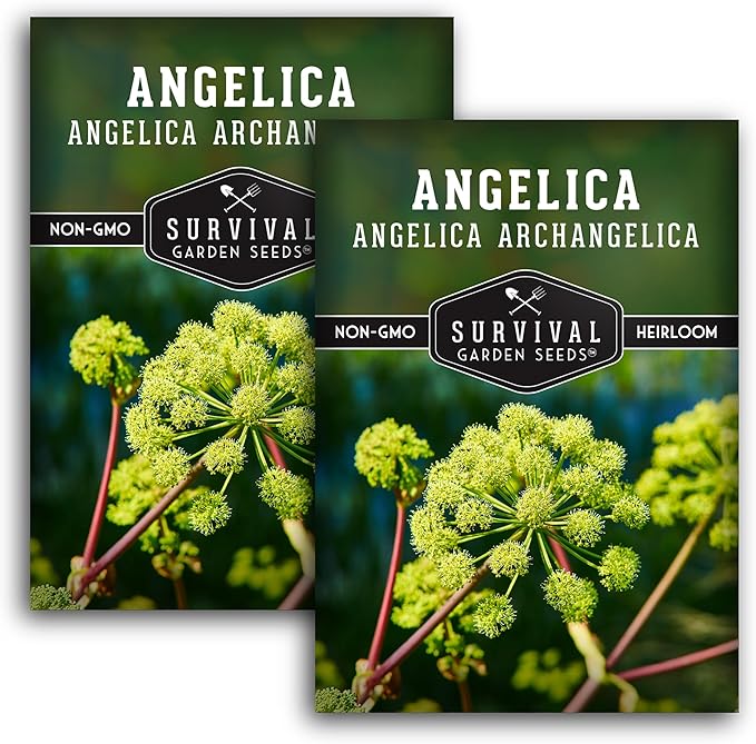 Angelica Seeds for Planting - Medicinal Herb Garden Seed to Grow Angelica Archangelica - Edible Traditional Healing Herb, Biennial Plant - Survival Garden Seeds (2 Packs)