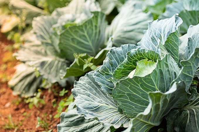 Copenhagen Cabbage Seeds for Planting – Plant & Grow Heirloom Copenhagen Cabbage in Home Outdoor Vegetable Garden, Brassica oleracea VAR. capitata – 1 Packet Approx 200 Seeds