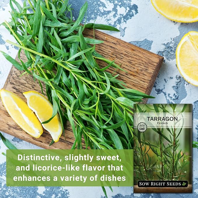 Sow Right Seeds - French Tarragon Seeds for Planting - Non-GMO Heirloom Packet with Instructions to Plant an Outdoor or Indoor Herb Garden - Culinary Leafy Green - Long Lasting Perennial Seasoning (2)