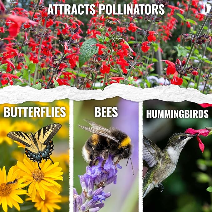 Seed Needs, Scarlet Red Sage Seeds - 800 Heirloom Seeds for Planting Salvia coccinea - Perennial Wildflower for an Outdoor Garden, Open Pollinated & Attracts Pollinators (2 Packs)