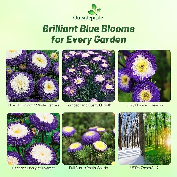 Outsidepride Tall Pompon Blue Aster Seeds - 2000 Pcs. Annual, Hardy & Pollinator Friendly Flower Seeds for Planting Vibrant Disc-Shaped Blue Blooms, Ideal for Meadows & Aesthetic Gardens