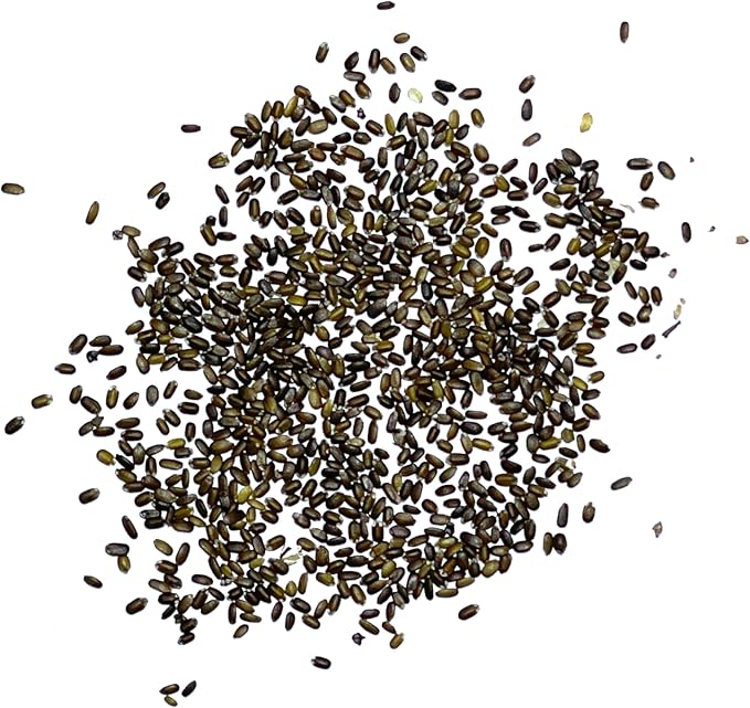 Seed Needs Bee Balm Seeds for Planting Wild Bergamot - Heirloom & Open Pollinated Perennial Flowers to Grow a Butterfly Garden to Attract Bees, Butterflies & Other Pollinators (5 Packs)